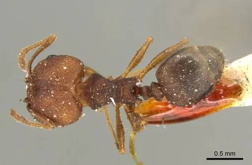 Pheidole radoszkowskii specimen CASENT0601266 image casent0601266_2