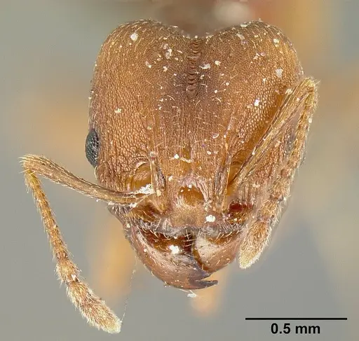 Pheidole radoszkowskii specimen CASENT0601266 image casent0601266_3