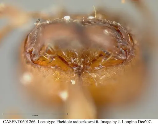 Pheidole radoszkowskii specimen CASENT0601266 image casent0601266_4