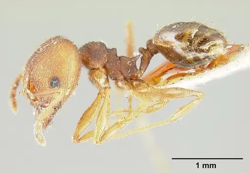Pheidole radoszkowskii specimen CASENT0601266 image casent0601266_5