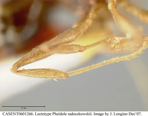 Pheidole radoszkowskii specimen CASENT0601266 image casent0601266_6