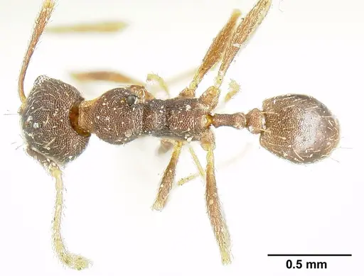 Pheidole radoszkowskii specimen CASENT0601267 image casent0601267_1