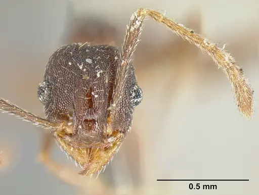 Pheidole radoszkowskii specimen CASENT0601267 image casent0601267_2