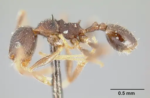 Pheidole radoszkowskii specimen CASENT0601267 image casent0601267_3