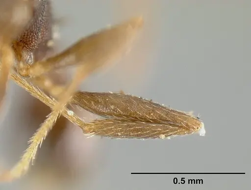 Pheidole radoszkowskii specimen CASENT0601267 image casent0601267_4