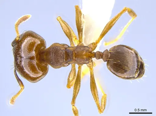 Pheidole radoszkowskii specimen CASENT0643899 image casent0643899_1
