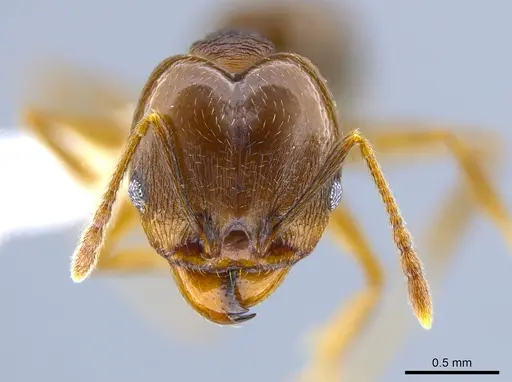 Pheidole radoszkowskii specimen CASENT0643899 image casent0643899_2
