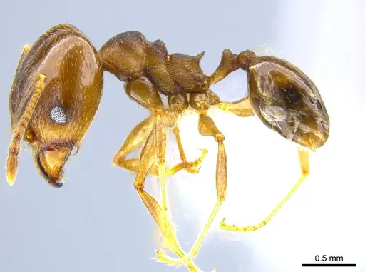 Pheidole radoszkowskii specimen CASENT0643899 image casent0643899_3