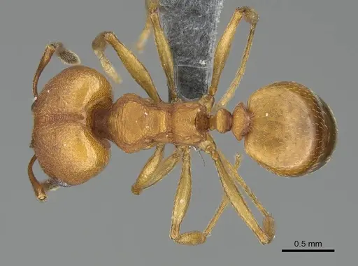 Pheidole radoszkowskii specimen CASENT0729690 image casent0729690_1