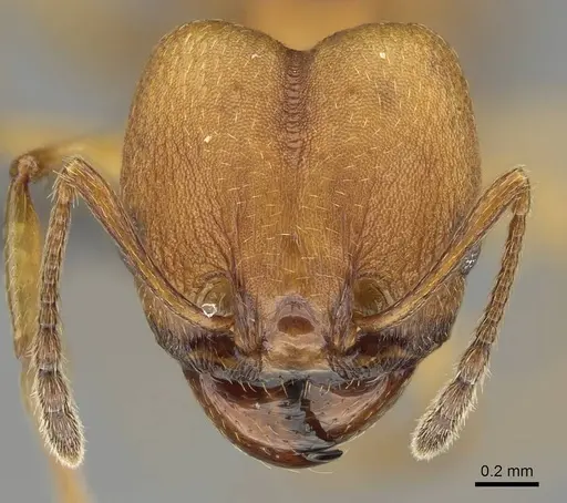 Pheidole radoszkowskii specimen CASENT0729690 image casent0729690_2
