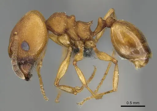 Pheidole radoszkowskii specimen CASENT0729690 image casent0729690_3