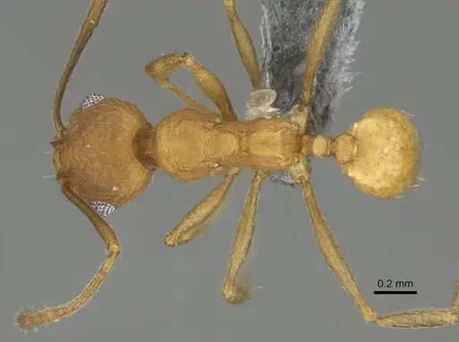 Pheidole radoszkowskii specimen CASENT0766183 image casent0766183_1