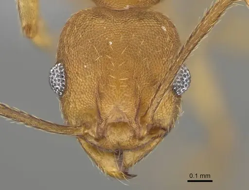 Pheidole radoszkowskii specimen CASENT0766183 image casent0766183_2