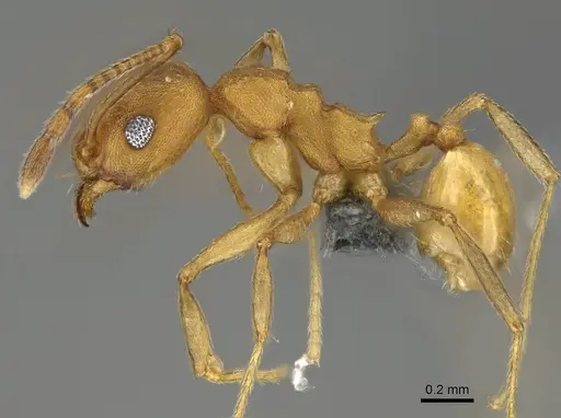 Pheidole radoszkowskii specimen CASENT0766183 image casent0766183_3