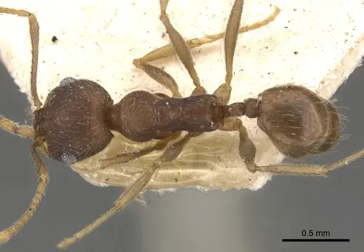 Pheidole radoszkowskii specimen CASENT0901471 image casent0901471_1
