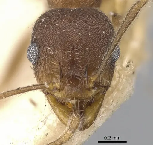 Pheidole radoszkowskii specimen CASENT0901471 image casent0901471_2