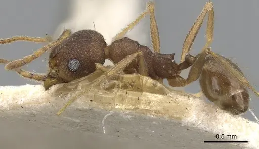 Pheidole radoszkowskii specimen CASENT0901471 image casent0901471_3
