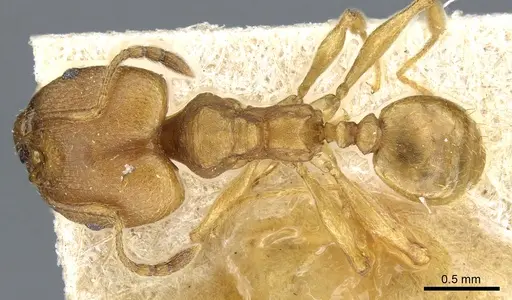 Pheidole radoszkowskii specimen CASENT0904320 image casent0904320_1