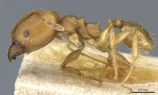 Pheidole radoszkowskii specimen CASENT0904320 image casent0904320_3