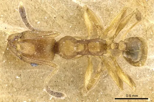 Pheidole radoszkowskii specimen CASENT0904321 image casent0904321_1