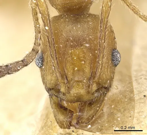 Pheidole radoszkowskii specimen CASENT0904321 image casent0904321_2