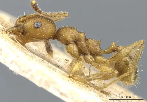 Pheidole radoszkowskii specimen CASENT0904321 image casent0904321_3