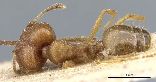 Pheidole radoszkowskii specimen CASENT0904322 image casent0904322_1