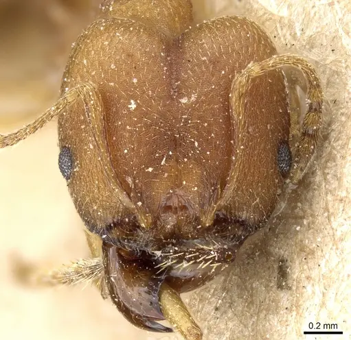 Pheidole radoszkowskii specimen CASENT0904322 image casent0904322_2