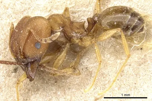 Pheidole radoszkowskii specimen CASENT0904322 image casent0904322_3
