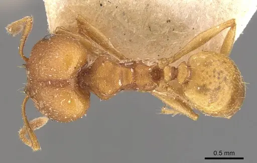 Pheidole radoszkowskii specimen CASENT0908104 image casent0908104_1