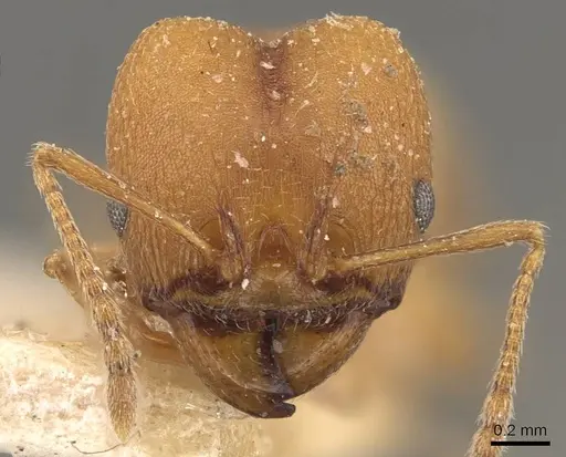 Pheidole radoszkowskii specimen CASENT0908104 image casent0908104_2