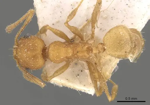 Pheidole radoszkowskii specimen CASENT0908105 image casent0908105_1