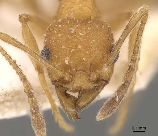 Pheidole radoszkowskii specimen CASENT0908105 image casent0908105_2