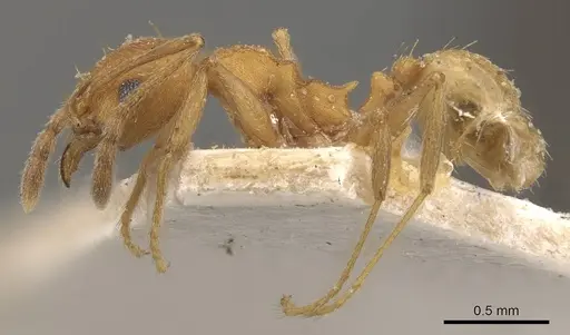 Pheidole radoszkowskii specimen CASENT0908105 image casent0908105_3