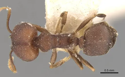 Pheidole radoszkowskii specimen CASENT0908106 image casent0908106_1