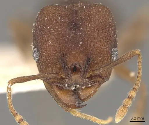 Pheidole radoszkowskii specimen CASENT0908106 image casent0908106_2