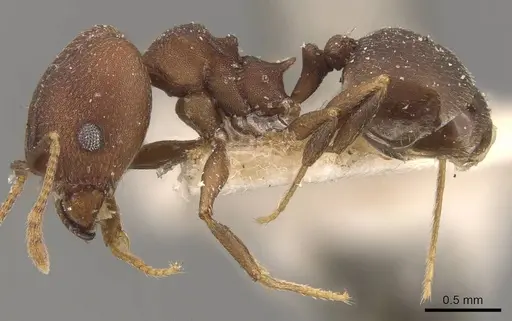 Pheidole radoszkowskii specimen CASENT0908106 image casent0908106_3
