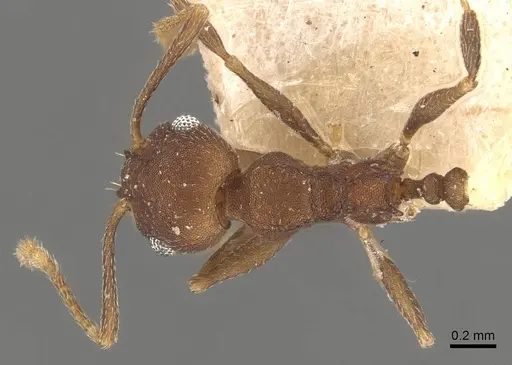 Pheidole radoszkowskii specimen CASENT0908107 image casent0908107_1