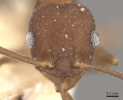 Pheidole radoszkowskii specimen CASENT0908107 image casent0908107_2