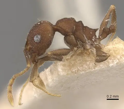 Pheidole radoszkowskii specimen CASENT0908107 image casent0908107_3