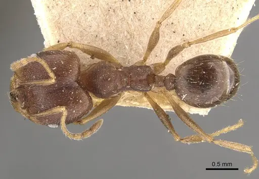 Pheidole radoszkowskii specimen CASENT0908111 image casent0908111_1