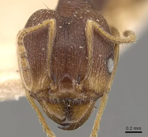 Pheidole radoszkowskii specimen CASENT0908111 image casent0908111_2