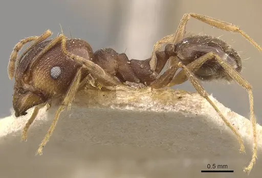 Pheidole radoszkowskii specimen CASENT0908111 image casent0908111_3