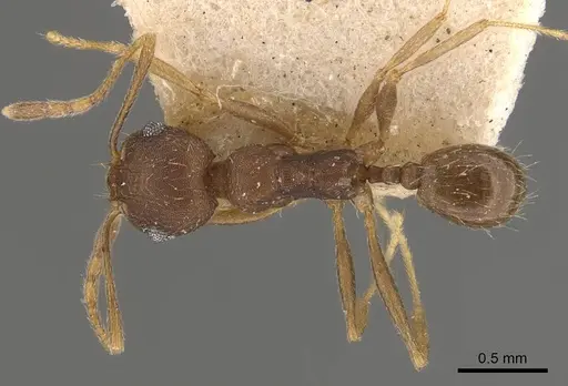 Pheidole radoszkowskii specimen CASENT0908112 image casent0908112_1