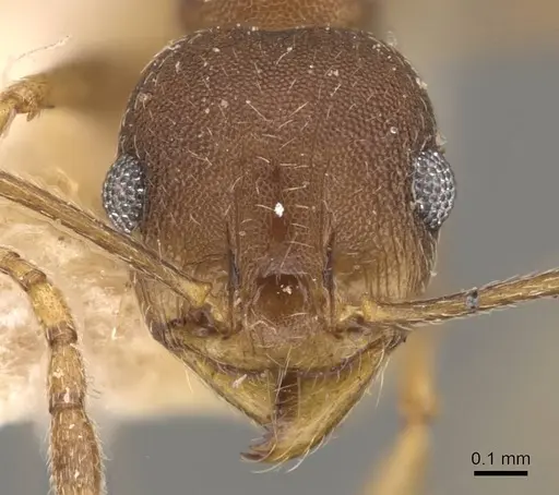 Pheidole radoszkowskii specimen CASENT0908112 image casent0908112_2