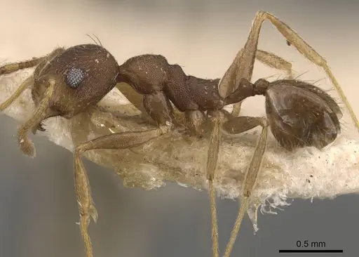 Pheidole radoszkowskii specimen CASENT0908112 image casent0908112_3