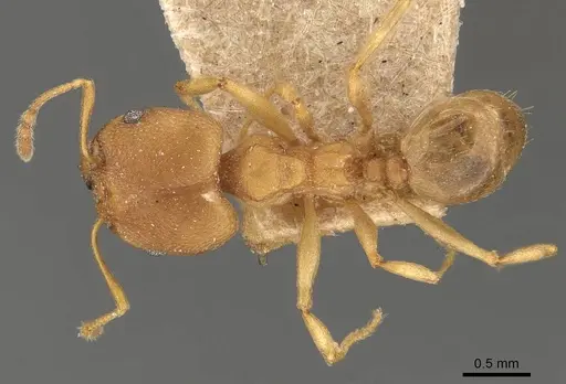 Pheidole radoszkowskii specimen CASENT0908113 image casent0908113_1