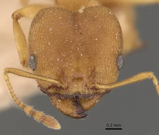 Pheidole radoszkowskii specimen CASENT0908113 image casent0908113_2
