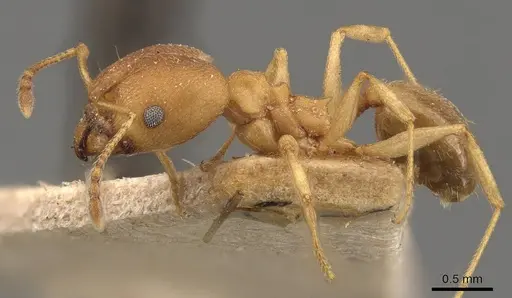Pheidole radoszkowskii specimen CASENT0908113 image casent0908113_3
