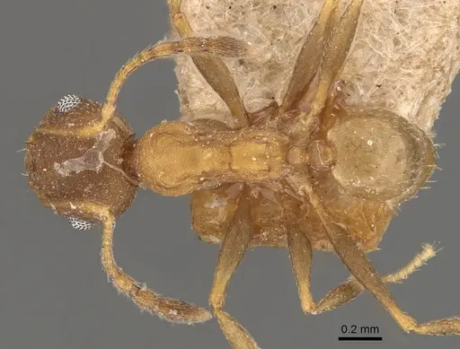 Pheidole radoszkowskii specimen CASENT0908114 image casent0908114_1